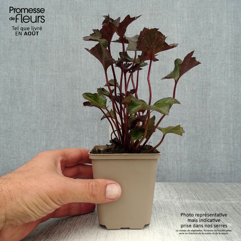 Spécimen de Ligulaire - Ligularia Osiris Cafe Noir Godet de 8/9 cm tel que livré en été