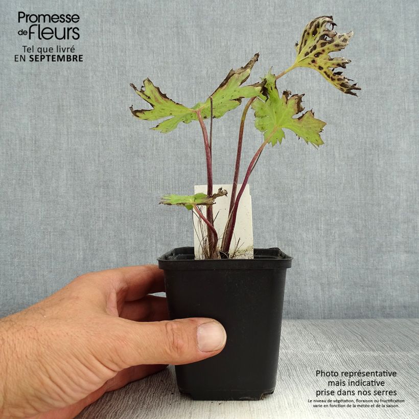 Spécimen de Ligulaire - Ligularia przewalskii Godet de 8/9 cm tel que livré en été