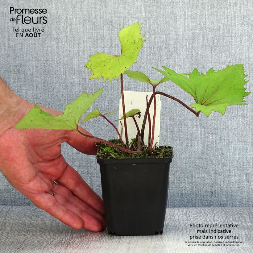 Example of Ligulaire - Ligularia stenocephala Little Rocket as you get in ete