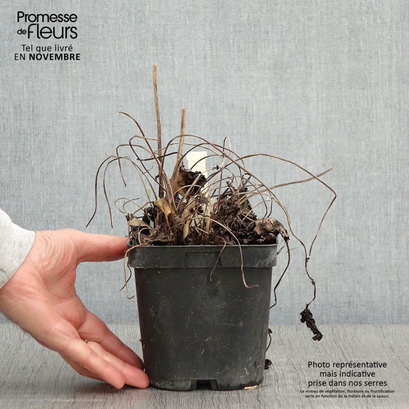 Spécimen de Ligulaire - Ligularia stenocephala The Rocket Pot de 2L/3L tel que livré en automne