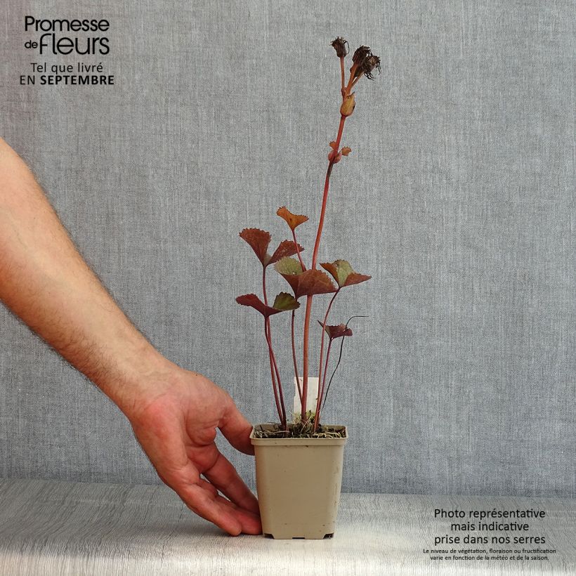 Spécimen de Ligularia dentata Britt-Marie Crawford - Ligulaire Godet de 8/9 cm tel que livré en été