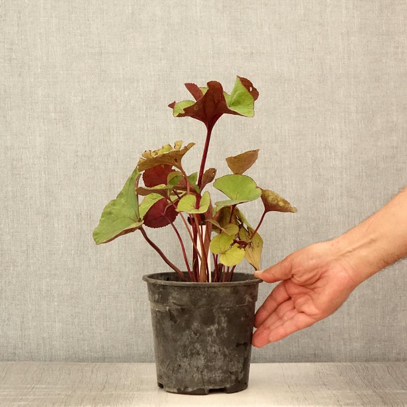 Spécimen de Ligularia dentata Garden Confetti - Ligulaire Pot de 2L/3L tel que livré en été