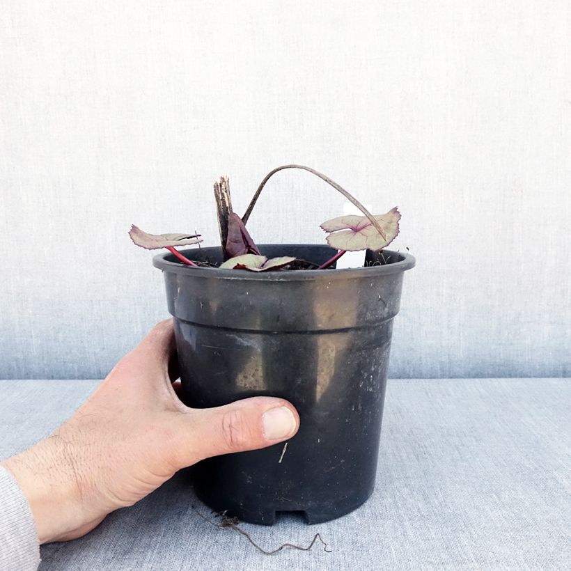 Spécimen de Ligularia dentata Garden Confetti - Ligulaire - Pot de 2L/3L tel que livré au printemps