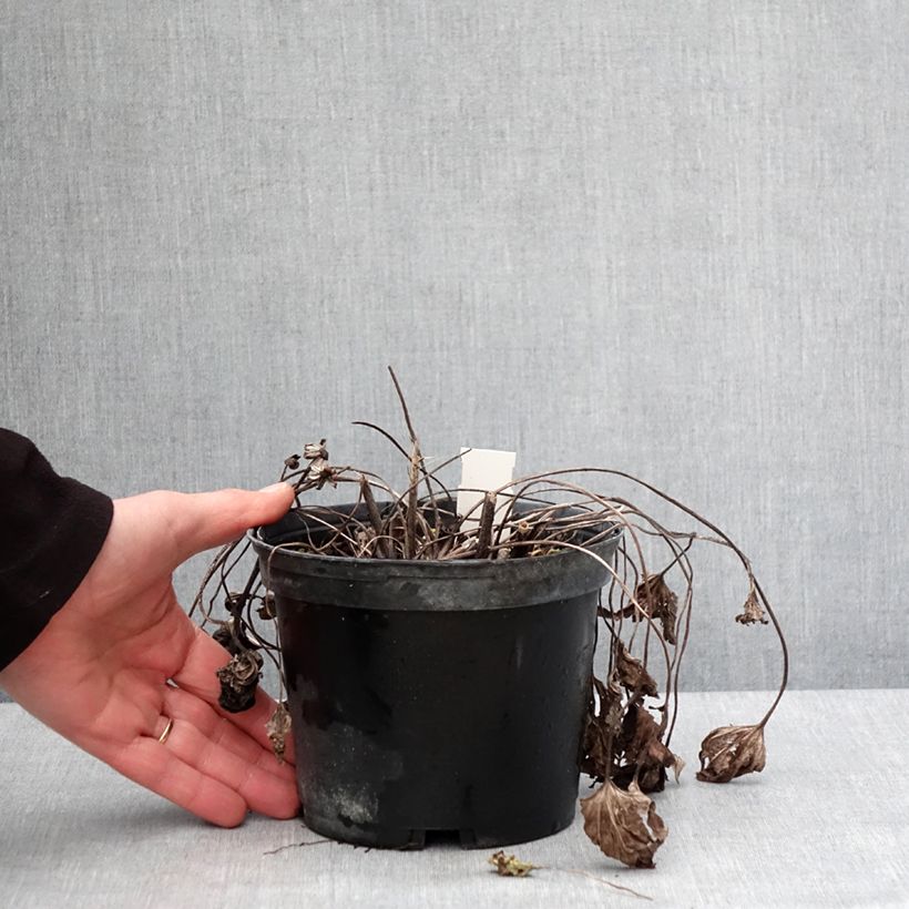 Spécimen de Ligularia dentata Othello - Ligulaire - Pot de 2L/3L tel que livré en hiver