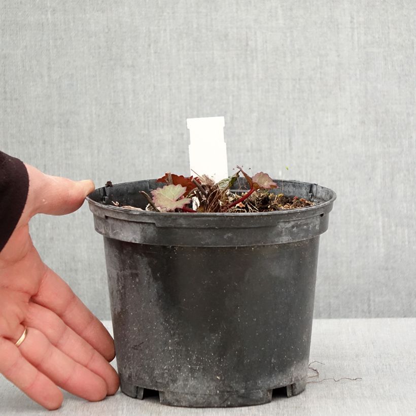 Spécimen de Ligularia dentata Othello - Ligulaire - Pot de 2L/3L tel que livré au printemps