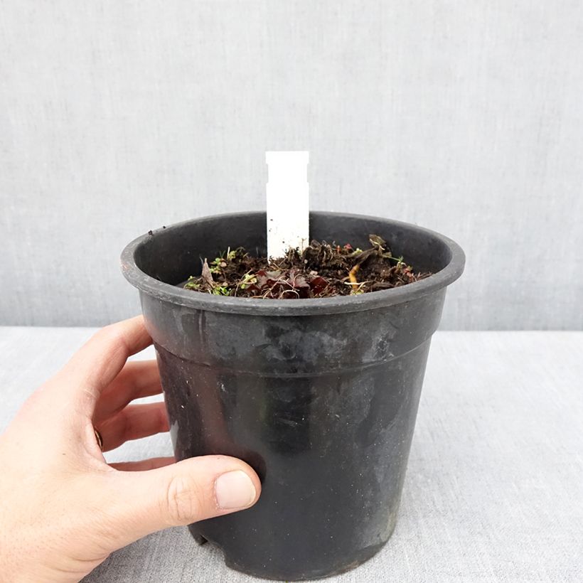 Spécimen de Ligularia Little Golden Ray - Ligulaire - Pot de 2L/3L tel que livré au printemps
