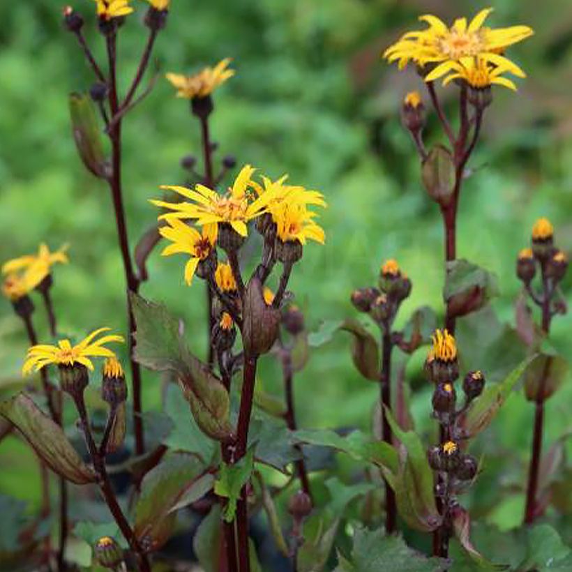 Ligularia Little Golden Ray - Ligulaire (Port)