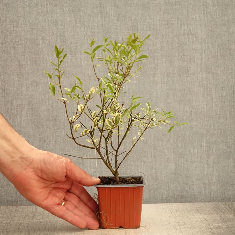 Spécimen de Ligustrum ibota Musli - Troène - Godet de 8/9 cm tel que livré au printemps