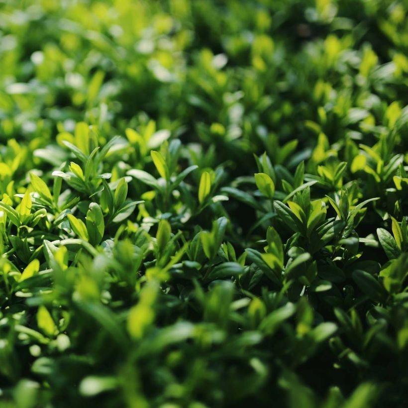 Ligustrum japonicum Green Century - Troène du Japon (Feuillage)