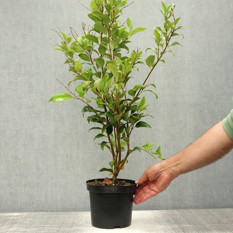 Spécimen de Ligustrum japonicum Green Century - Troène du Japon Pot de 2L/3L tel que livré en été