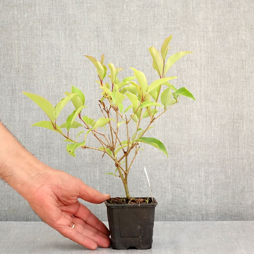 Spécimen de Ligustrum lucidum Green Screen - Troène brillant Godet de 8/9 cm tel que livré en été