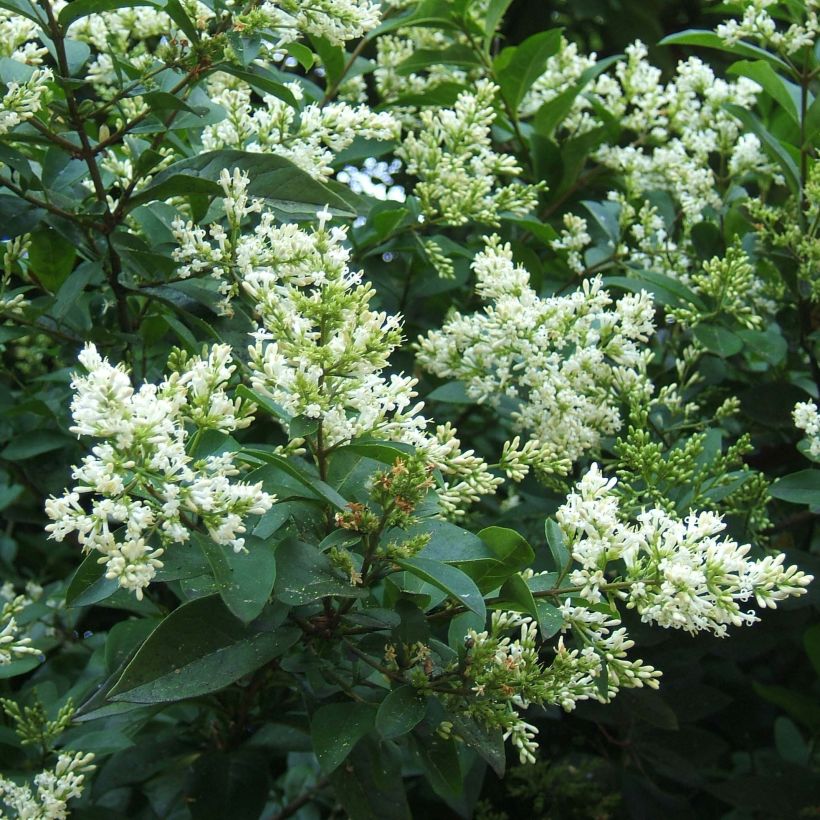 Troène - Ligustrum ovalifolium (Floraison)