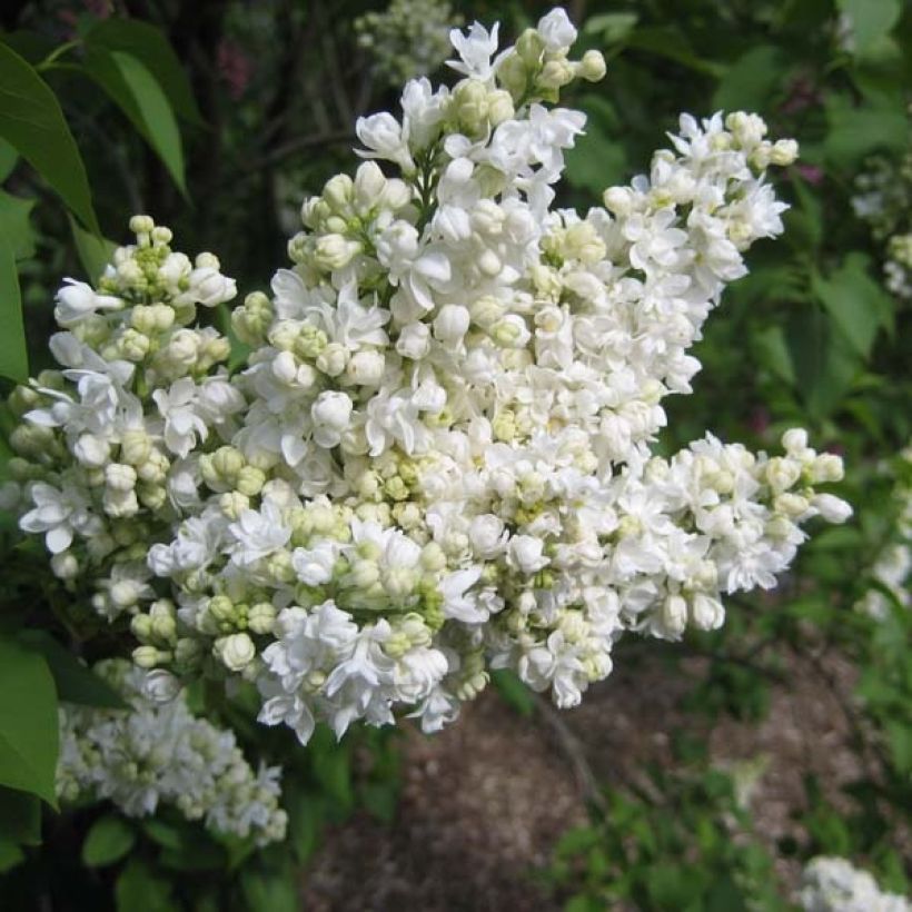 Lilas - Syringa vulgaris Madame Lemoine (Floraison)