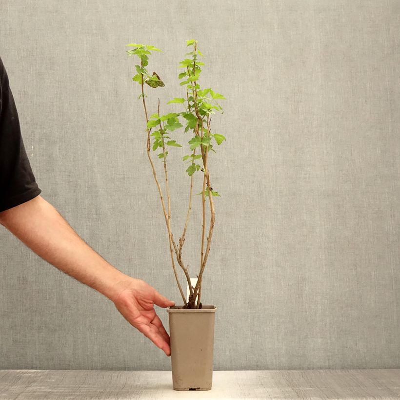 Spécimen de Lilas à feuilles pennées - Syringa pinnatifolia Pot de 4L/5L tel que livré en été