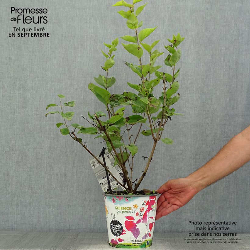 Spécimen de Lilas à fleurs de jacinthe - Syringa hyacinthiflora Maiden's Blush Pot de 4L/5L, 3/4 branches tel que livré en été