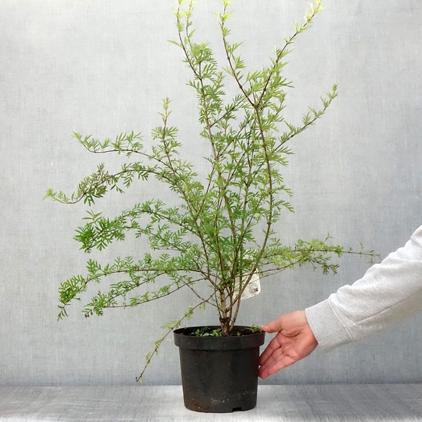 Spécimen de Lilas afghan - Syringa afghanica Pot de 4L/5L tel que livré en été