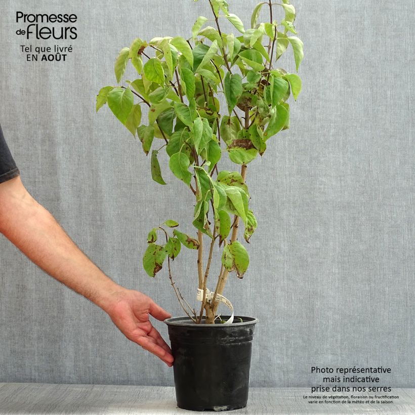 Spécimen de Lilas commun - Syringa vulgaris Kindy Rose Pot de 4L/5L tel que livré en été