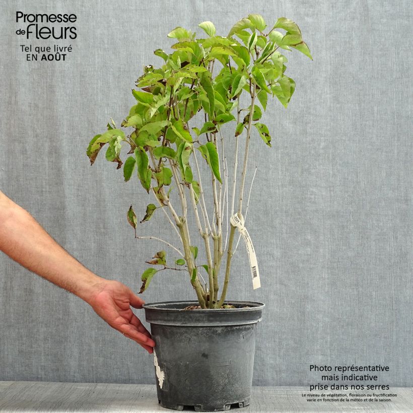 Spécimen de Lilas commun - Syringa vulgaris Kindy Rose Pot de 7,5L/10L tel que livré en été