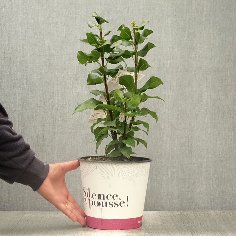 Spécimen de Lilas commun - Syringa vulgaris Konchalovskii Pot de 4L/5L tel que livré en été