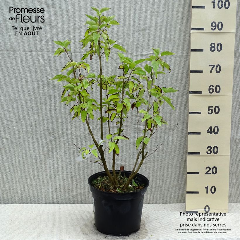 Spécimen de Lilas commun - Syringa vulgaris Konchalovskii Pot de 7,5L/10L tel que livré en été