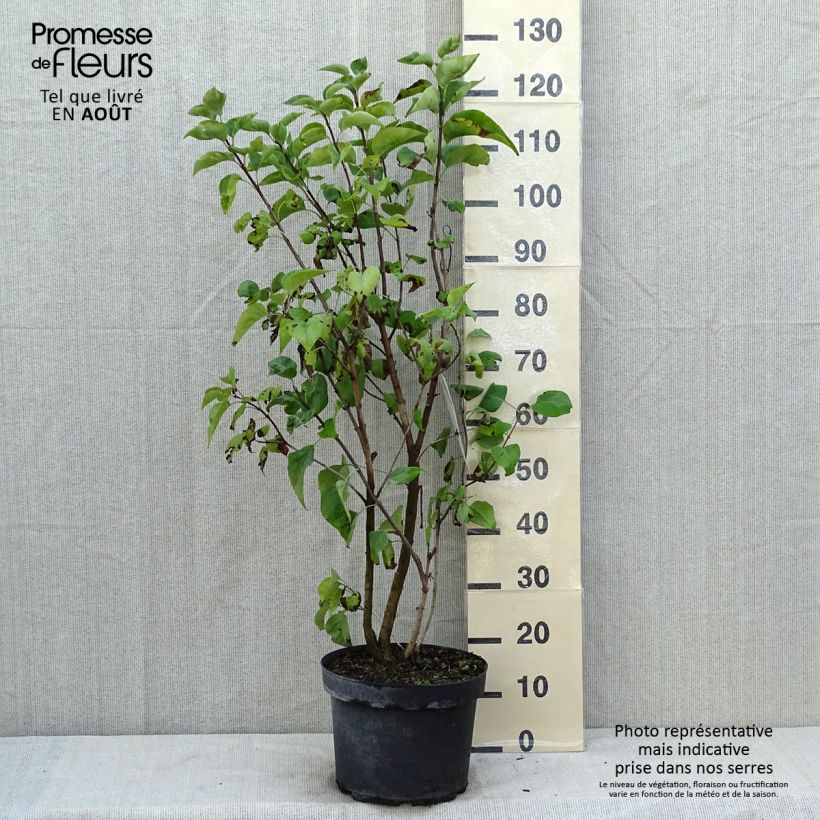 Spécimen de Lilas commun - Syringa vulgaris Paul Thirion Pot de 7,5L/10L tel que livré en été