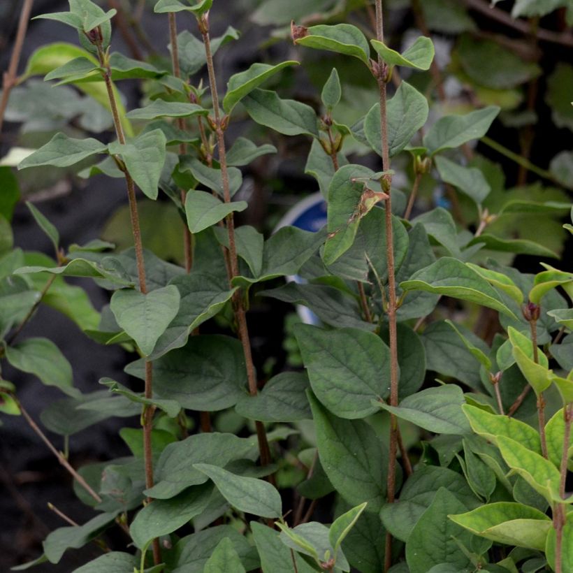 Lilas de Chine - Syringa microphylla Superba (Feuillage)