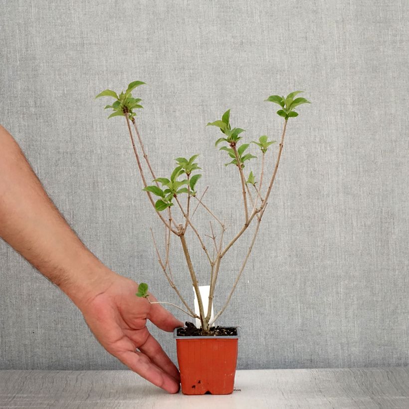 Spécimen de Lilas de Hongrie - Syringa josikaea Godet de 8/9 cm tel que livré en été