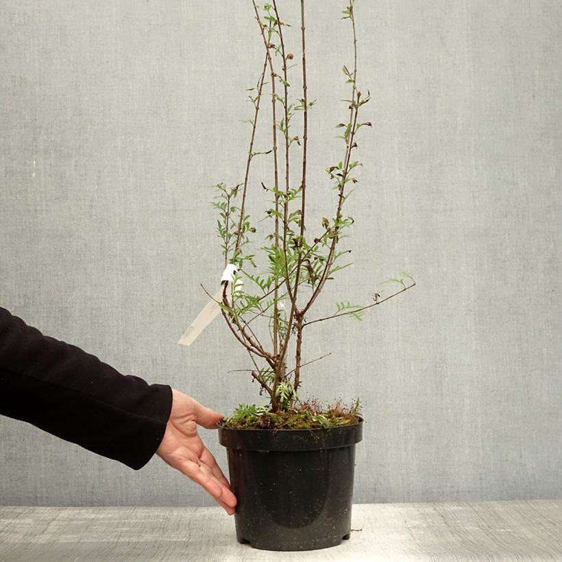 Spécimen de Lilas de Perse - Syringa persica Laciniata Pot de 3L/4L tel que livré en automne