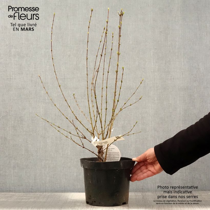 Spécimen de Lilas de Perse - Syringa persica Laciniata tel que livré au printemps