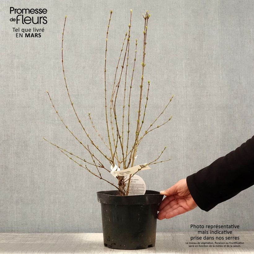 Spécimen de Lilas de Perse - Syringa persica Laciniata Pot de 3L/4L tel que livré au printemps