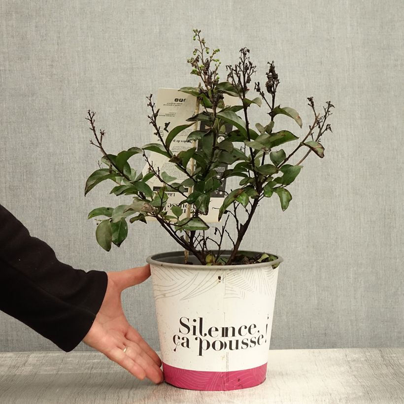 Spécimen de Lagerstroemia Enduring White - Lilas des Indes Pot de 3L/4L, Touffe tel que livré en automne