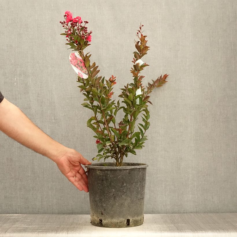 Spécimen de Lilas des Indes - Lagerstroemia indica Berry Dazzle Pot de 7,5L/10L, Touffe tel que livré en été