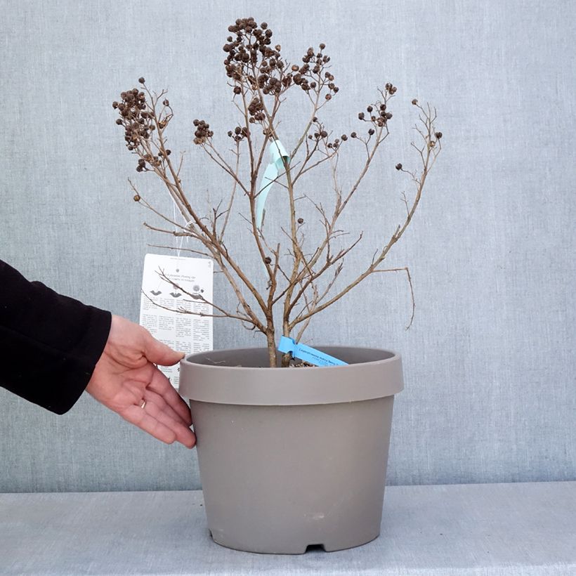 Spécimen de Lilas des Indes - Lagerstroemia indica Berry Dazzle en pot de 7.5l/10l Buisson tel que livré au printemps