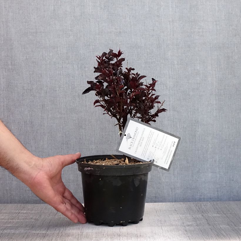 Spécimen de Lilas des Indes - Lagerstroemia indica Black Solitaire Best Red Pot de 3L/4L, Touffe tel que livré en été