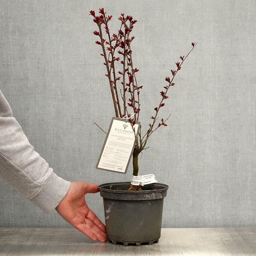 Spécimen de Lilas des Indes - Lagerstroemia indica Black Solitaire Best Red Touffe en pot de 3L/4L tel que livré au printemps