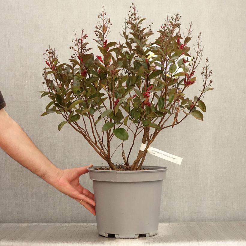 Spécimen de Lilas des Indes - Lagerstroemia indica Enduring Lavender Pot de 7,5L/10L tel que livré en été