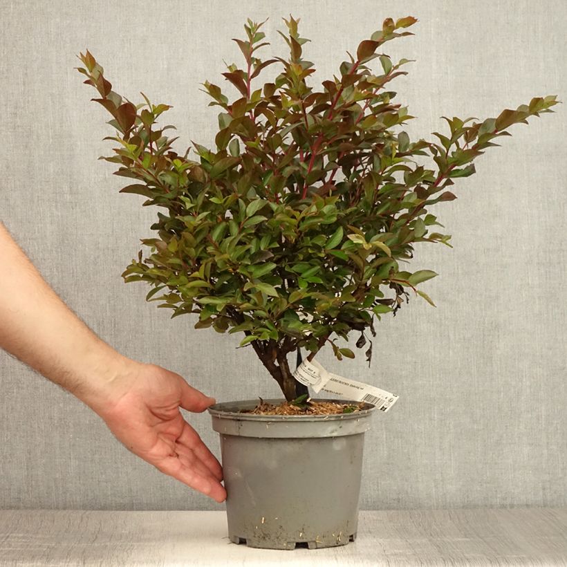 Spécimen de Lilas des Indes - Lagerstroemia indica Enduring Red Pot de 3L/4L tel que livré en été