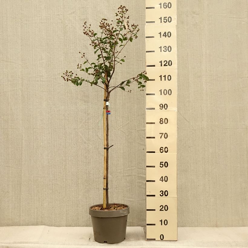 Spécimen de Lilas des Indes - Lagerstroemia indica Eveline Pot de 7,5L/10L, Demi-Tige tel que livré en automne