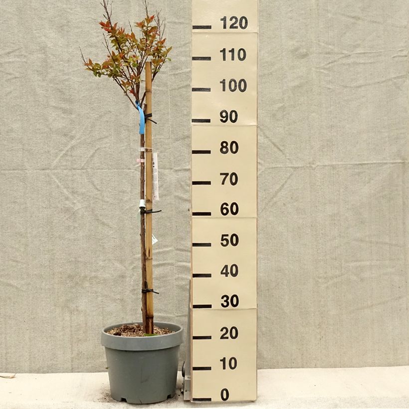 Spécimen de Lilas des Indes - Lagerstroemia indica Eveline Pot de  7.5L/10L tel que livré au printemps