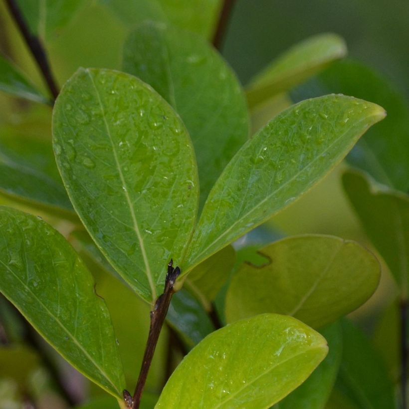 Lagerstroemia indica Kimono - Lilas des Indes blanc (Feuillage)