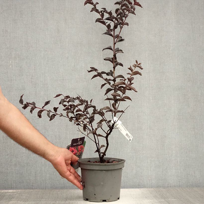 Spécimen de Lilas des Indes - Lagerstroemia indica Midnight Magic Pot de 3L/4L tel que livré en été