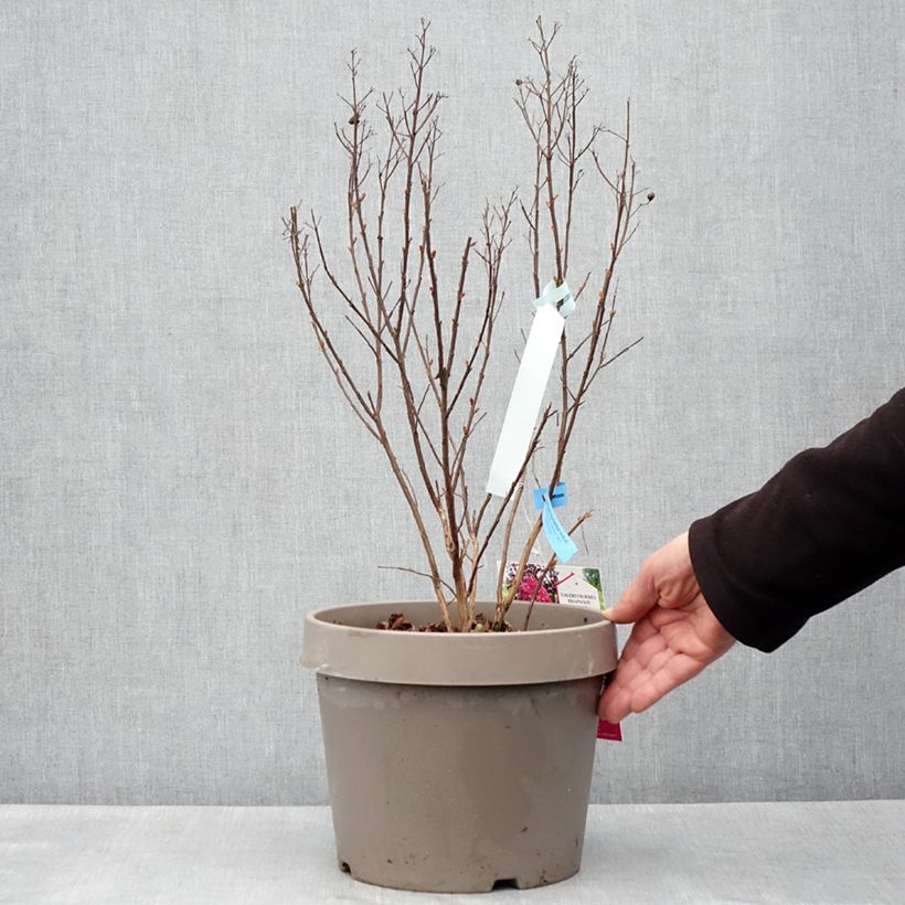 Spécimen de Lilas des Indes - Lagerstroemia indica Rhapsody In Blue Pot de 7.5L/10L tel que livré au printemps