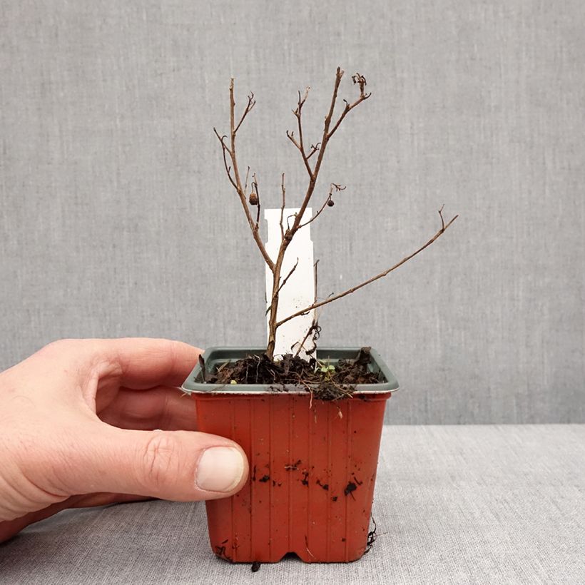 Spécimen de Lilas des Indes - Lagerstroemia indica Virgin With Love Godet de 8/9 cm tel que livré en hiver