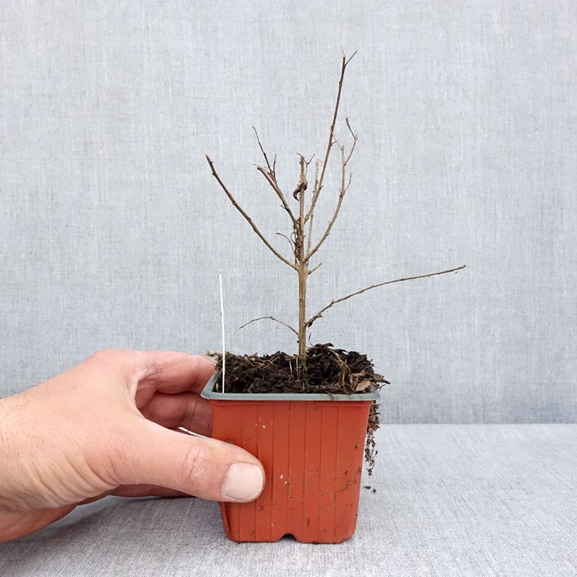 Spécimen de Lilas des Indes - Lagerstroemia indica Virgin With Love - Godet de 8/9 cm tel que livré au printemps