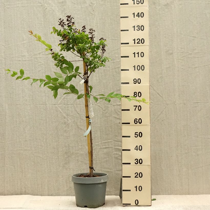 Spécimen de Lilas des Indes - Lagerstroemia indica White Chocolate Pot de 7,5L/10L, Demi-Tige tel que livré en été