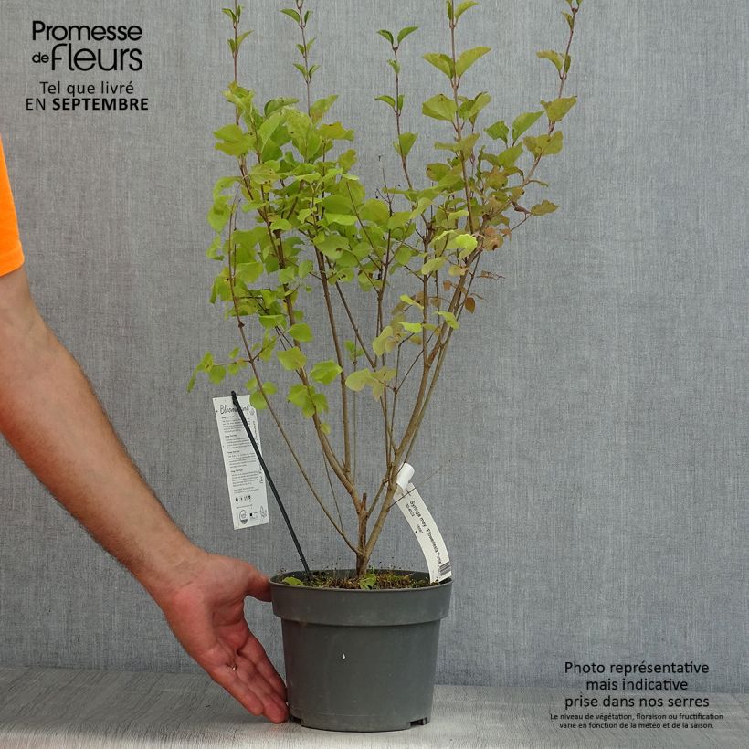 Spécimen de Lilas nain - Syringa meyeri Flowerfesta Purple Pot de 3L/4L tel que livré en été