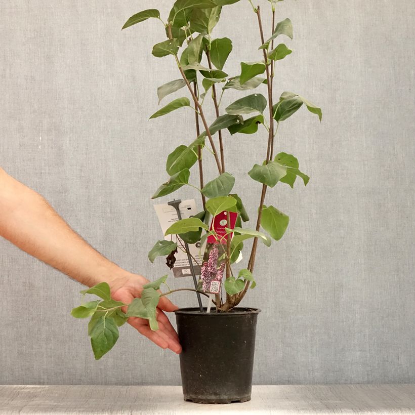 Spécimen de Lilas Sensation - Syringa vulgaris Pot de 3L/4L, 3/4 branches tel que livré en été