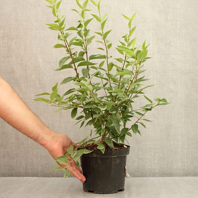 Spécimen de Lilas - Syringa chinensis Saugeana Pot de 2L/3L tel que livré en été
