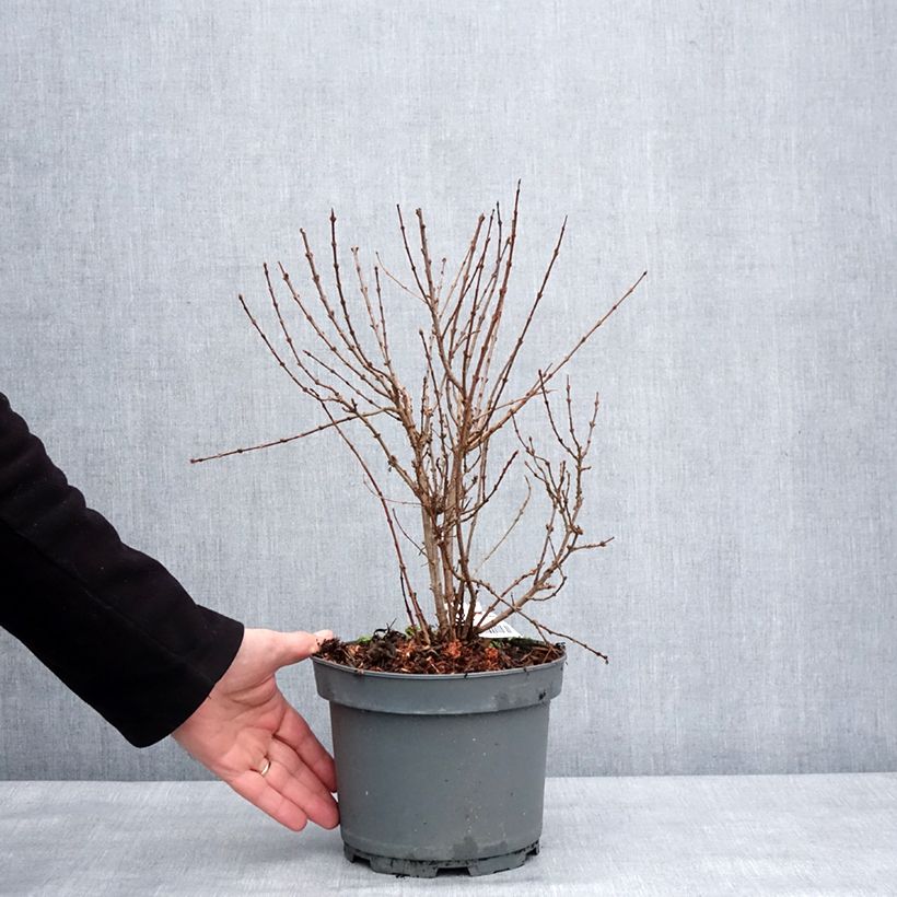 Spécimen de Lilas - Syringa protolaciniata Kabul Pot de 3L/4L tel que livré en hiver