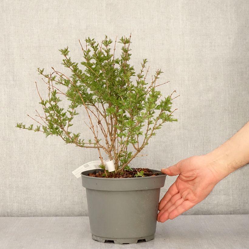 Spécimen de Lilas - Syringa protolaciniata Kabul - Pot de 3L/4L tel que livré au printemps